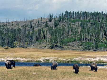 Photographs of Yellowstone National Park