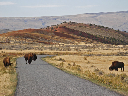 Bison along the scenic drive