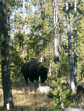 Bison in the woods
