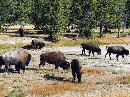 Photographs of Yellowstone National Park