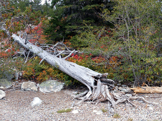 Dead tree beside Bradley Lake