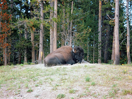 Photographs of Yellowstone National Park