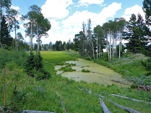 Pond near Clematis Creek