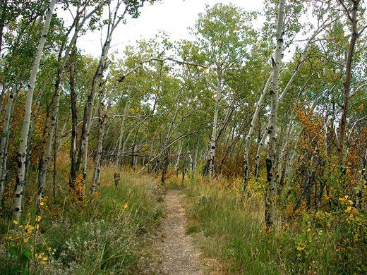 Aspen grove along the Nature Trail