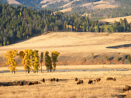 Photographs of Yellowstone National Park