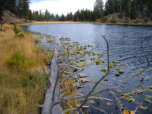 Lily pads at the edge of Lost Lake