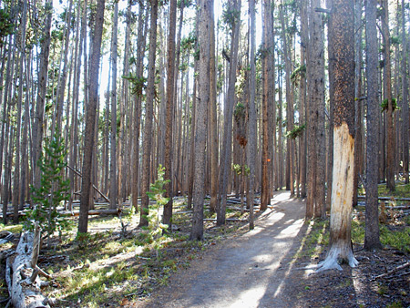 Trees along the path