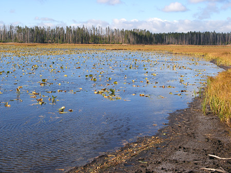 Lilies on the water