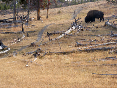 Bison next to the path