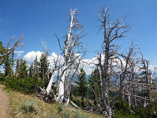 Dead trees, approaching Sepulcher Mountain from the south