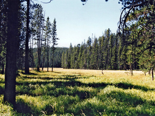 Meadow along the Seven Mile Hole Trail