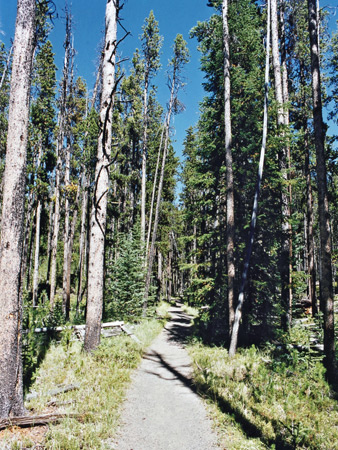 Photographs of Yellowstone National Park