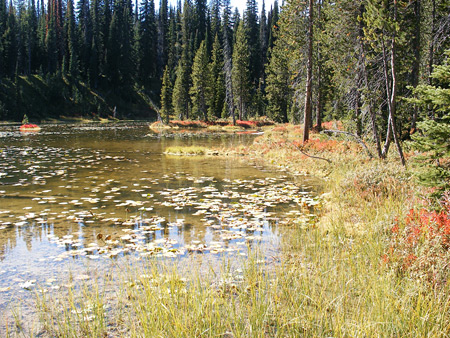 Pond in the woods
