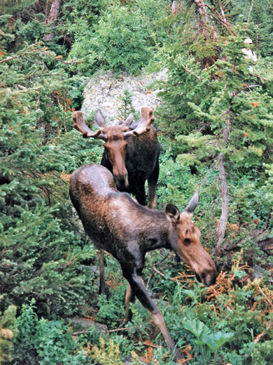 Moose along the Cascade Canyon Trail