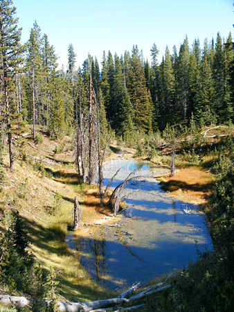 Forested pool