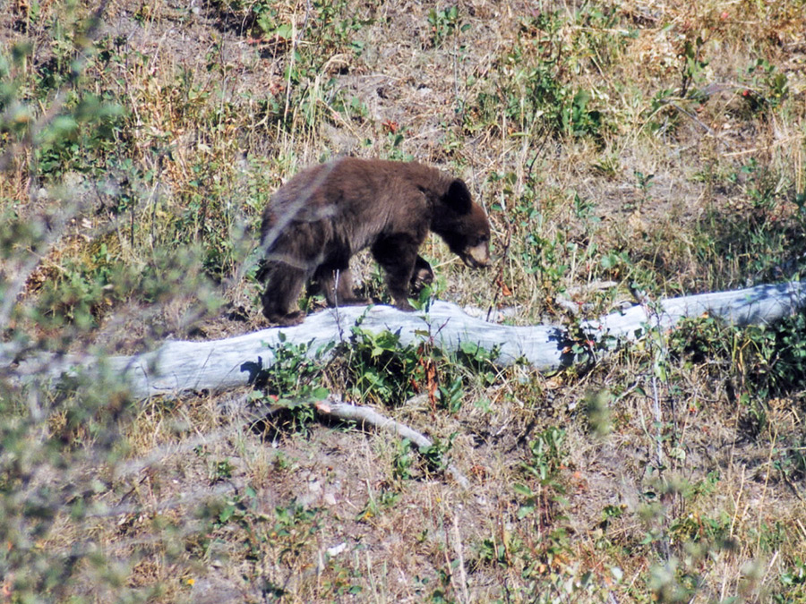 Bear cub