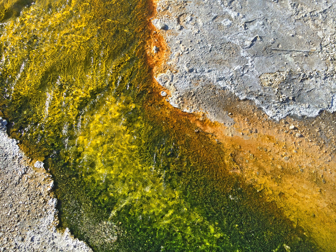Brown and yellow algae