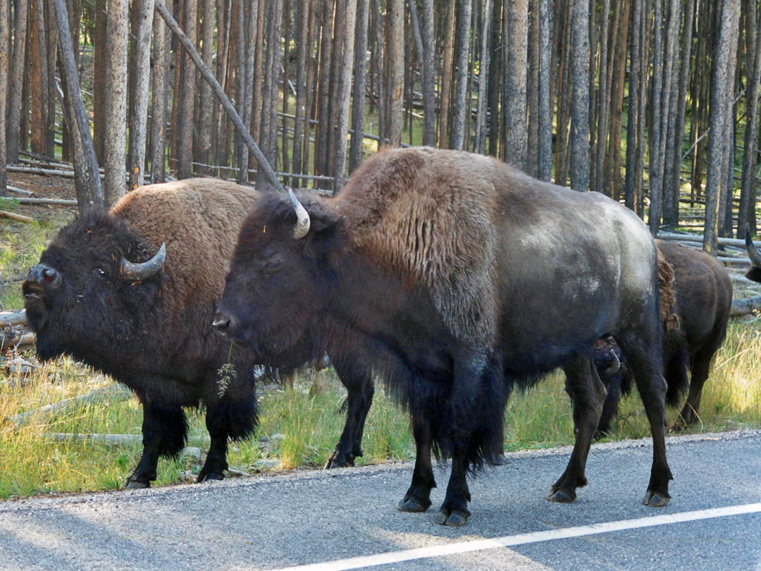 Bison on the highway