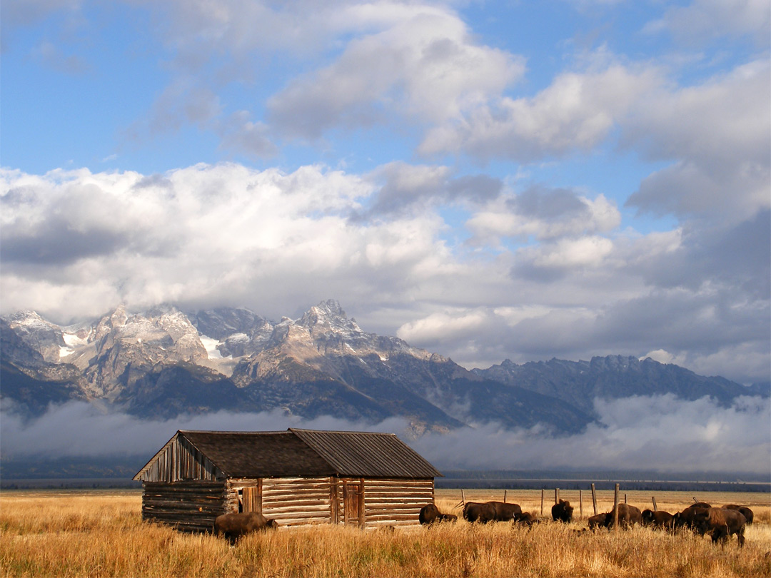 Bison in front of the Tetons