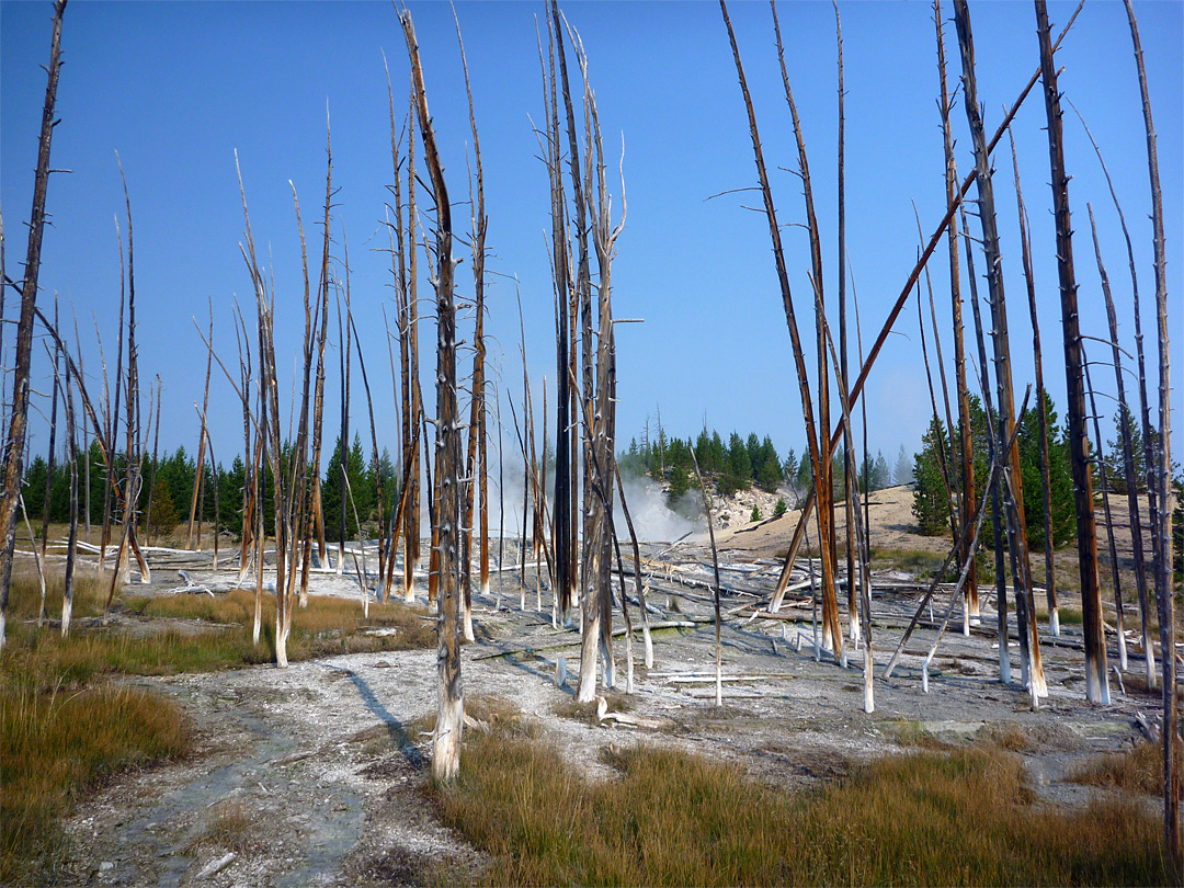 Dead trees near Dante's Inferno