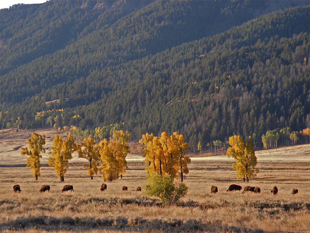 Bison and aspen