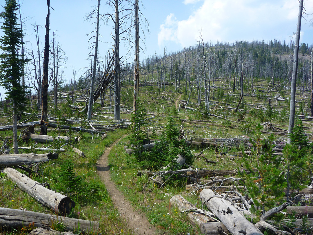 Fire-damaged woodland