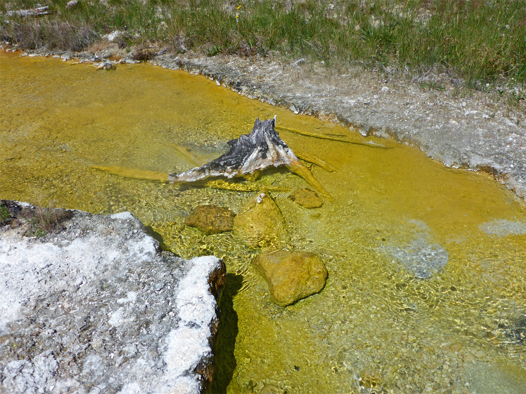 Yellow algae