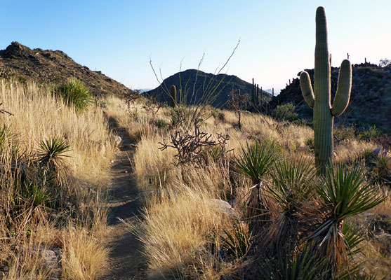 Alamo Springs Trail