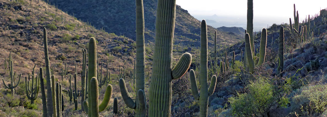 Saguaro along the Alamo Springs Trail