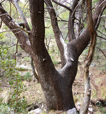 Alligator juniper