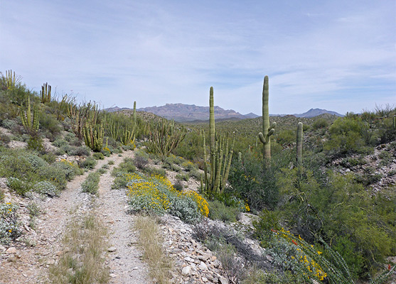 The trail to Baker Mine