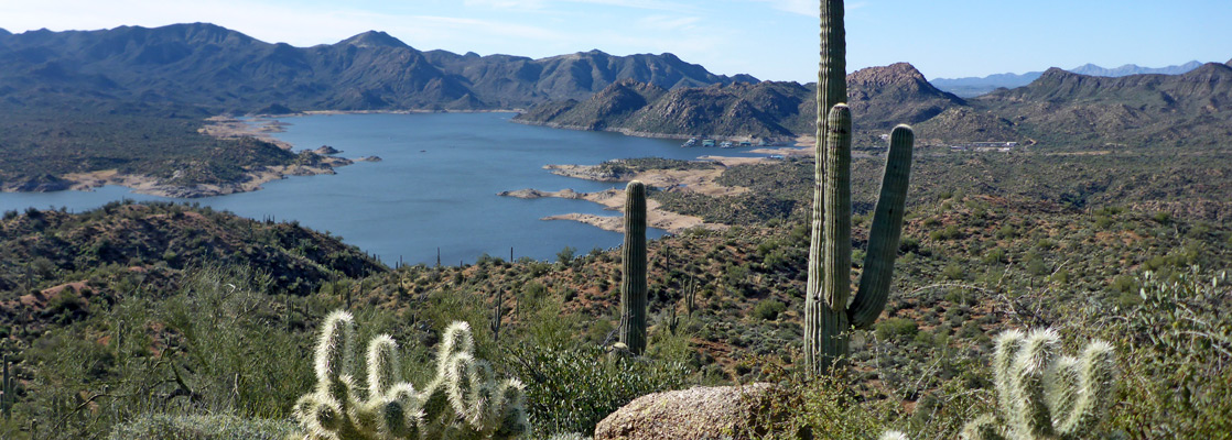 Saguaro and cholla above Bartlett Lake