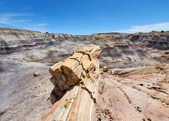 Petrified log