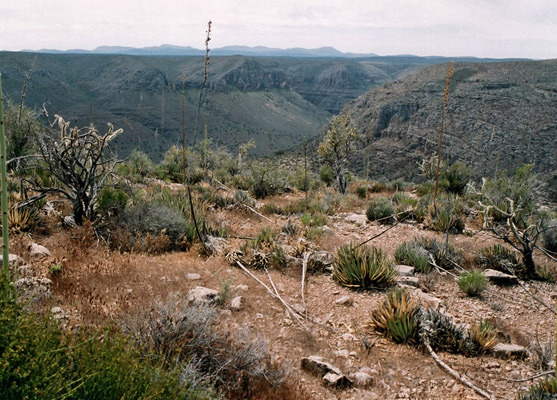 Limestone plateau