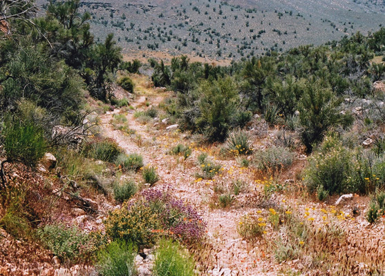 Flowers along the path