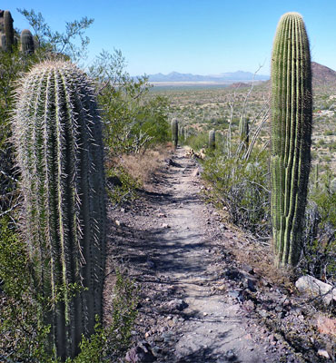 Brown Mountain Trail