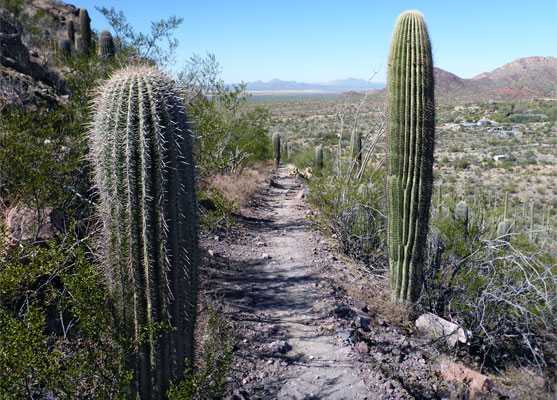 Saguaro by the trail