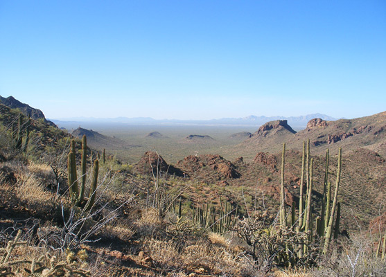 Saguaro, ocotillo, organ pipes and cholla