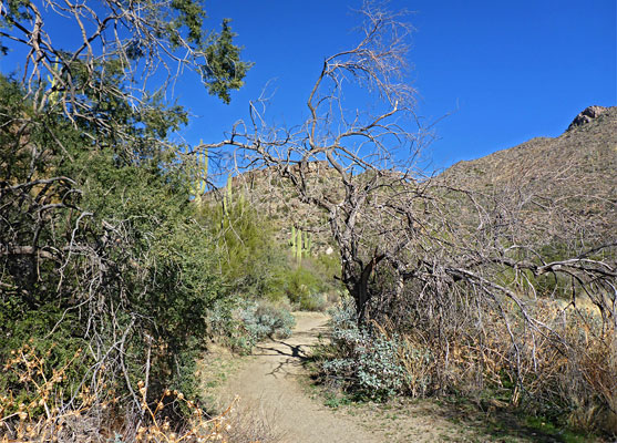 Sandy path through Wild Burro Canyon