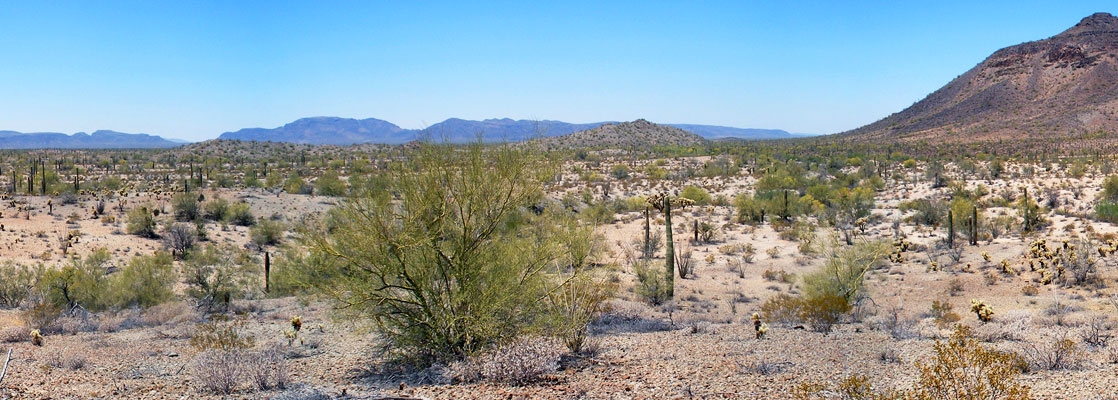 Desert landscape - Cabeza Prieta NWR, Arizona