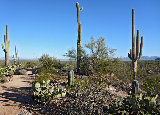 Well-spaced saguaro