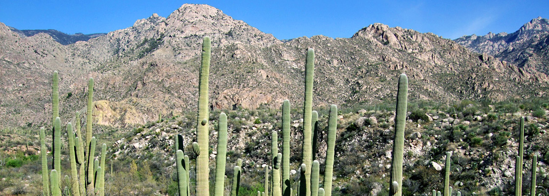 Saguaro above Sutherland Wash, near the Canyon Loop Trail