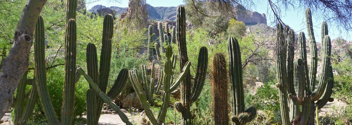 Cereus, pachycereus and other columnar cacti