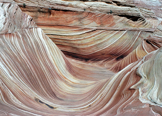 Coyotes In The Grand Canyon