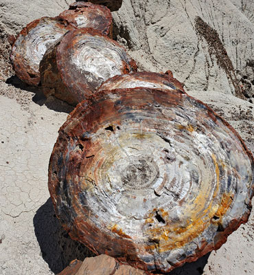 Sectioned petrified trunk