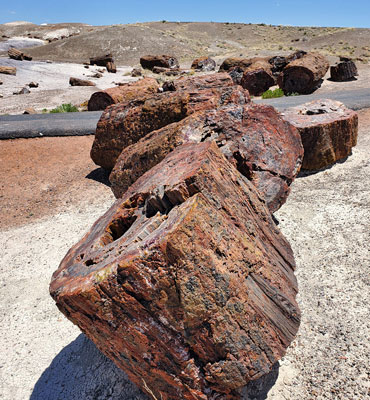 Petrified logs either side of the path