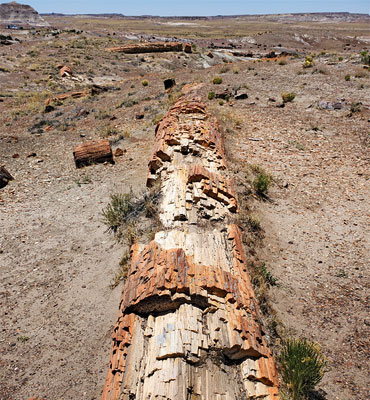 Long, crumbling petrified log