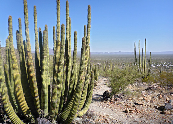 Desert View Trail