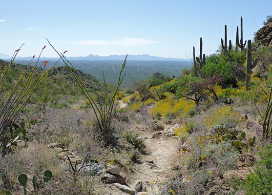 Wildflowers and cacti