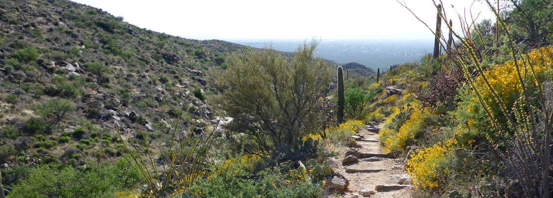 Douglas Spring Trail, Saguaro National Park